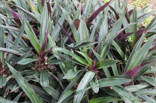 Tradescantia spathacea