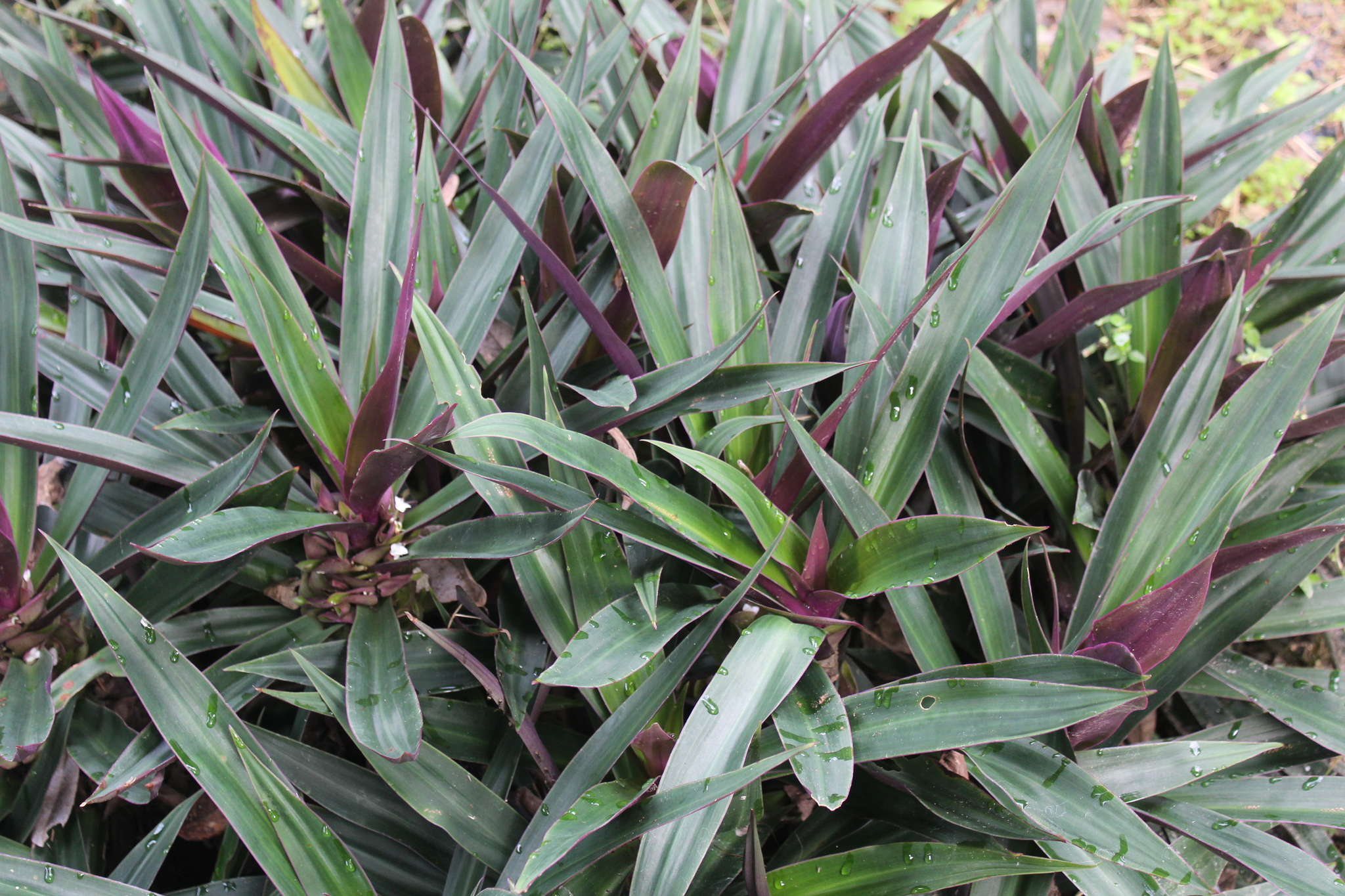 Tradescantia spathacea