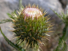 Cirsium inamoenum