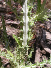 Cirsium inamoenum