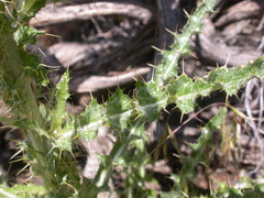 Cirsium inamoenum