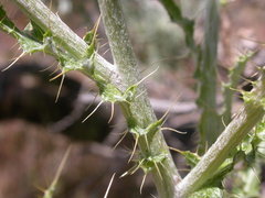 Cirsium inamoenum