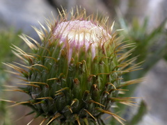 Cirsium inamoenum