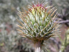 Cirsium inamoenum
