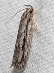 Eulechria xeropterella