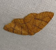 Periclina