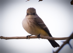 Pyrocephalus rubinus