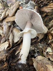 Agaricus albolutescens