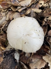 Agaricus albolutescens