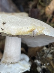 Agaricus albolutescens