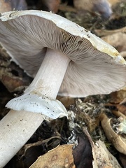 Agaricus albolutescens