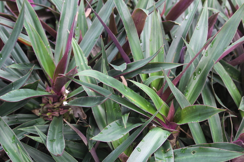 Tradescantia spathacea