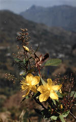 Hypericum oblongifolium