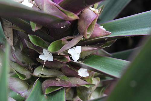 Tradescantia spathacea