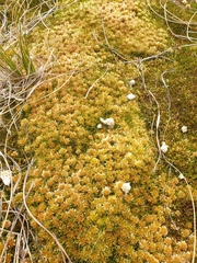 Sphagnum cristatum