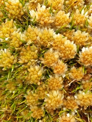 Sphagnum cristatum