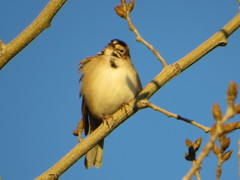Chondestes grammacus