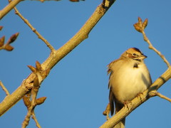 Chondestes grammacus