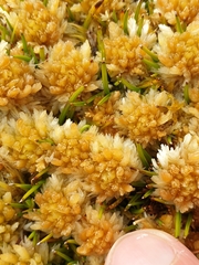 Sphagnum cristatum