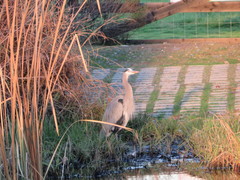 Ardea herodias
