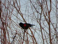 Agelaius phoeniceus