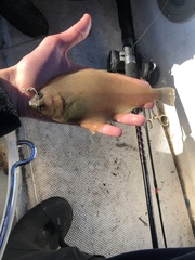 Citharichthys sordidus