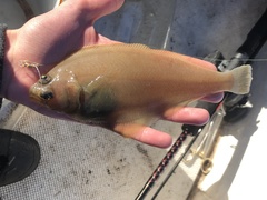 Citharichthys sordidus