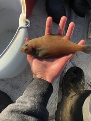 Citharichthys sordidus