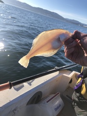 Citharichthys sordidus