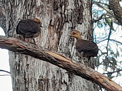 Alectura lathami lathami