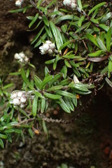 Anaphalioides subrigida