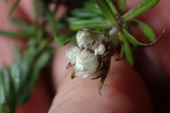 Anaphalioides subrigida