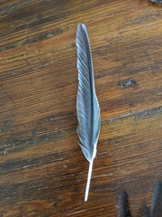 Psittaculidae