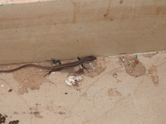Takydromus sexlineatus