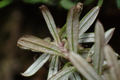 Anaphalioides subrigida