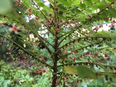 Phyllanthus polyphyllus