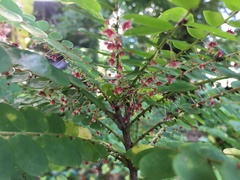 Phyllanthus polyphyllus