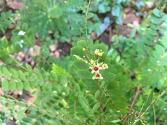 Phyllanthus polyphyllus