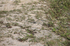 Arigomphus cornutus