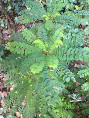 Phyllanthus polyphyllus