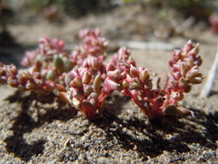 Calyptridium roseum