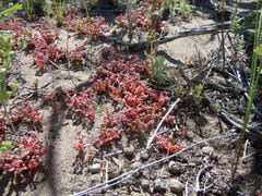 Calyptridium roseum