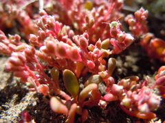 Calyptridium roseum