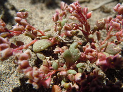 Calyptridium roseum