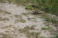 Arigomphus cornutus