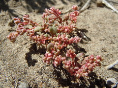 Calyptridium roseum