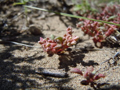 Calyptridium roseum