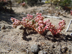 Calyptridium roseum