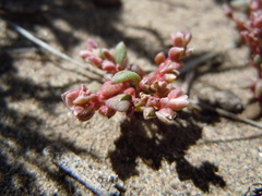 Calyptridium roseum
