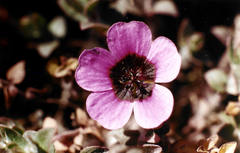 Geranium ocellatum